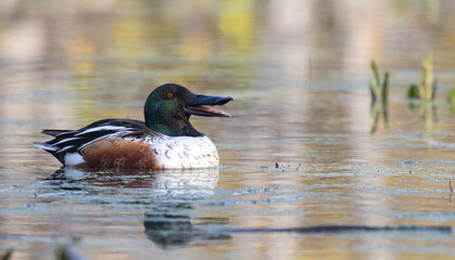 Wall Mural - Northern shoveler 