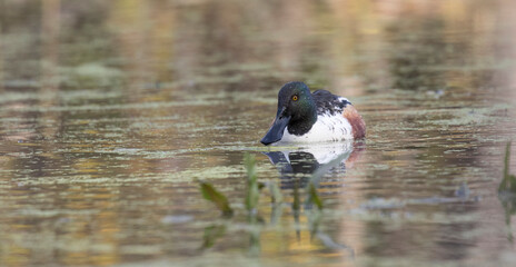 Wall Mural - Northern shoveler 