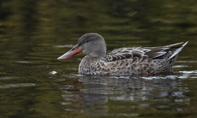 Wall Mural - Northern shoveler 