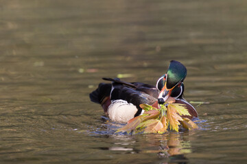 Wall Mural - wood duck