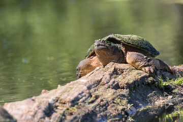 Wall Mural - turtle on a rock