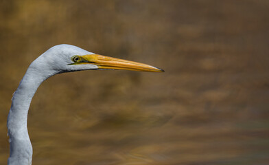 Wall Mural - great heron