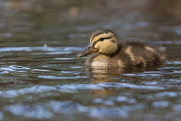 Wall Mural - duck in the water