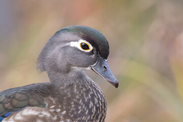 Wall Mural - wood duck