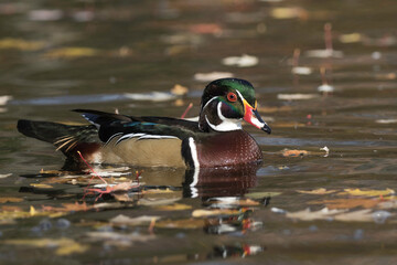 Wall Mural - wood duck