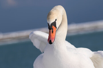 Wall Mural - mute swan cygnus olor