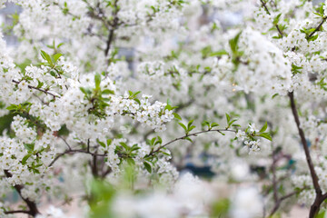 Wall Mural - Beautiful white blossom on the trees in spring