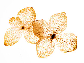 Wall Mural - hydrangea flower skeleton with veins and cells - macro photograph