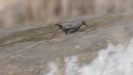 Wall Mural - Slow motion video of an American Dipper foraging for aquatic insects in shallow water in the Virgin river in Zion Nat. park, Utah, USA. Water streams over it's back in a sphere as it hunts.