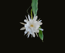 Front View Of One White Blossom Of The Queen Of The Night (Epiphyllum Oxypetalum) Cactus Plant, Night Blooming, With Charming, Bewitchingly Fragrant Large White Flowers, Dark Background