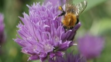 Bumblebee Collects Pollen From A Purple Leek Flower, In Early Spring. Collecting Nectar From A Blue Spherical Flower.
