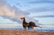 German Standard Pinscher on the beach near the water, on the sea. dog in ballet skirt, tutu on nature