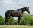 westphalian horse conformation photo of large black warmblood purebred horse very fit with good form  full body on grass with blue sky and green brush in background horizontal format room for type 