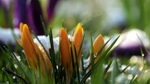Bright Orange Primroses Break Through White Snow In Early Spring. Crocuses With Green Leaves Grow In Sunny Park On Blurred Background Macro