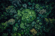 aerial view of a green rainforest with trees standing together. Generative AI