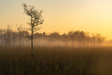Morning Mist On The Everglades