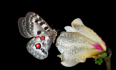 Aufkleber - bright apollo butterfly on white mallow flower in dew drops isolated on black