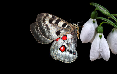 Aufkleber - bright apollo butterfly on white snowdrop flowers isolated on black