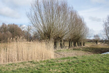 Pollard Willows On A Row Behind Small Reed Hem And Stream In A Wetland Witte Brink