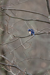 Wall Mural - An eastern bluebird preening itself in a tree