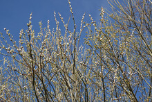 Seasonal springtime closeup on twigs of a female Goat Willow, Salix caprea, against a blue sky