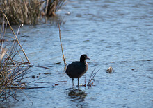 American Coot Standing In Swamp