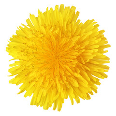 Wall Mural - Top view of yellow dandelion flower isolated on transparent background