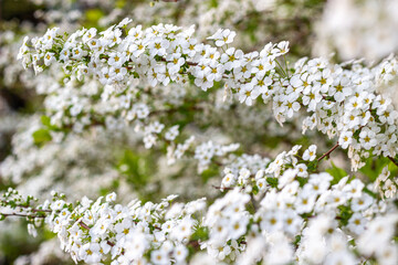 bridal wreath flower, spiraea, white flowers in spring