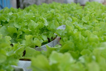 Wall Mural - Fresh organic green oak lettuce growing on a natural farm.