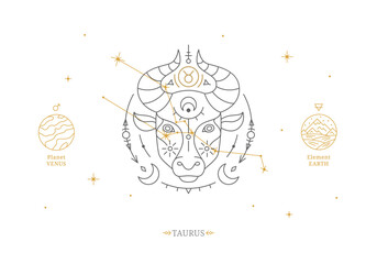 Wall Mural - Taurus zodiac sign with description of personal features. Astrology horoscope card with zodiac constellation on white background thin line vector illustration