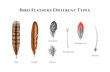 © anitapol - Bird feather types set. Watercolor illustration. Various bird feather style collection. Flight, tail, down, contour semiplume feathers. Avian plumage study table