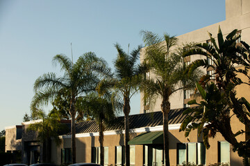 Afternoon tree framed view of the downtown skyline of La Mirada, California, USA.