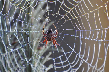 spider on web