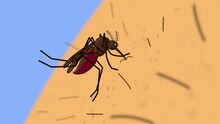 The Anopheles Mosquito, A Bloodsucking Species, Is Shown Biting A Human For 2D Animation. This Parasite Is Responsible For Spreading The Malaria Virus.