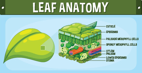 Sticker - Internal structure of leaf diagram