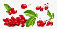 Barberry, Wild Forest Red Fruits. Fresh Ripe Berberis Berries On Branch With Green Leaves Isolated On Transparent Background, Vector Realistic Illustration