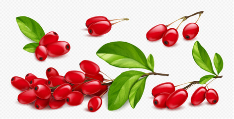 Barberry, wild forest red fruits. Fresh ripe berberis berries on branch with green leaves isolated on transparent background, vector realistic illustration