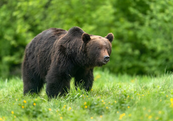 Wall Mural - Wild brown bear ( Ursus arctos )
