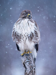 Wall Mural - common buzzard bird ( buteo buteo )