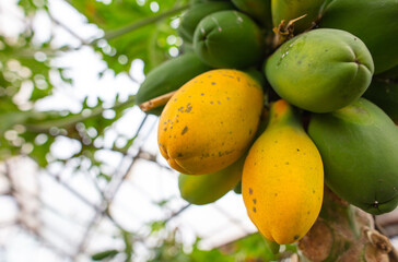 Canvas Print - Ripe papaya fruit on a tree in the park.