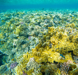 Coral reef under sea water.