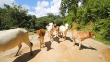 Group Of Cows Walking Along Village Road, High Quality Farm Animals 4K Slow Motion Footage, Thailand.