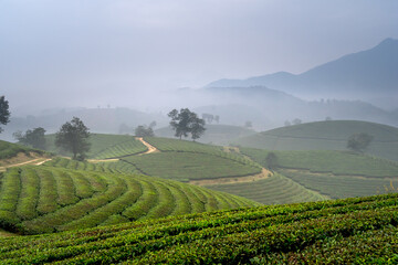 Wall Mural - View panoramic Long Coc tea hill, Phu Tho province, Vietnam in an early foggy morning.Long Coc is considered one of the most bheautiful tea hills in Vietnam, with hundreds and thousands of small hills