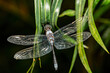 Zygonyx elisabethae, genus of dragonfly in the family Libellulidae, Ranomafana national park, Madagascar wildlife animal