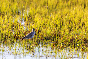 Wall Mural - Redshank standing on a wet meadow and looking