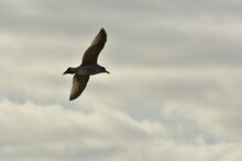 Sea Gull Flying Beautifull Sky And Light Nature Wildlife