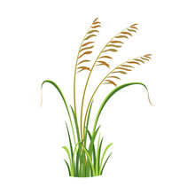 Bush Of Wild Grass With Reeds. Element Of Marsh Vegetation. River Grass. Weed Vector Illustration