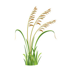 Wall Mural - Bush of wild grass with reeds. Element of marsh vegetation. River grass. Weed vector illustration