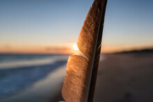Close-up Of Feather At Beach During Sunset