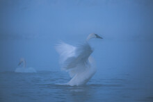 Swan Flapping Wings In Lake During Foggy Weather